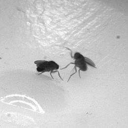 Caltech scientists discover aggression-promoting pheromone in flies