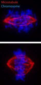 New research shows key player in mitosis not required for chromosome alignment