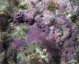 The adherence mechanism of red algae to the rocks is discovered