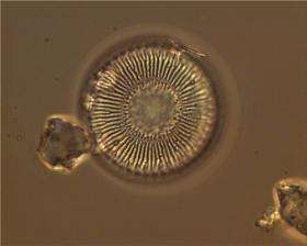 Silica algae reveal how ecosystems react to climate changes