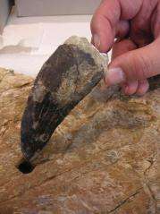 Largest carnivorous dinosaur tooth in Spain described