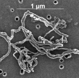 Carbon nanotubes and the environment