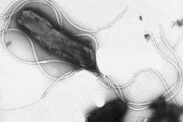 New clues on the link between Heliobacter pylori and stomach cancer