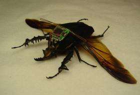 Cyborg beetles to be the US military's latest weapon