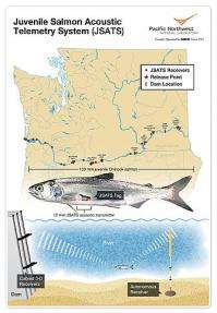 Salmon migration mystery explored on Idaho's Clearwater River