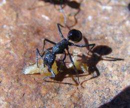 Southern Hemisphere Ants Richer and More Diversified