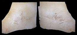 Slab and counter slab of the Munich Archaeopteryx
