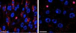 'Scrawny' gene keeps stem cells healthy