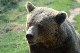 The two brown bear populations in Spain have been isolated for the past 50 years