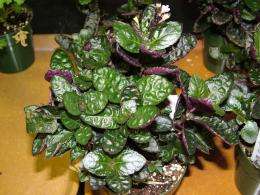 Research shows some plants can remove indoor pollutants