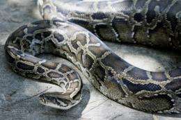A 12-foot (3.65m) Burmese python that was captured in the backyard of a home in south Miami, Florida