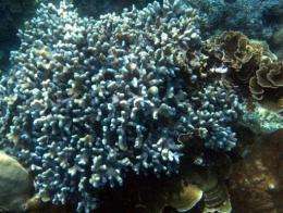A blue coral is seen underwater in Nusa Penida
