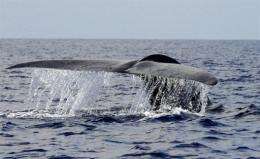 A blue whale swims in the deep waters off the southern Sri Lankan town of Mirissa