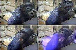 A chimpanzee yawning after being shown videos of other chimps yawning in 2003