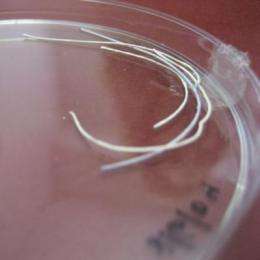 A coating for life: Biodegradable fibers advance stent technology and brain surgery, then disappear