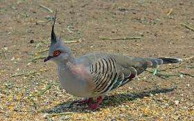 A crested pigeon, Ocyphaps lophotes 