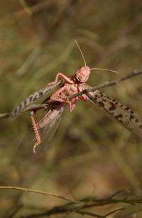 A desert locust
