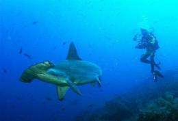A diver photographing a hammerhead shark