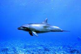A dolphin swims off the coast of Rangiroa