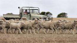 A farmer droving his sheep, northwest of Melbourne
