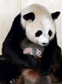 A female giant panda holds her cub