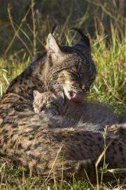A female lynx with her cub at the captive breeding center of the Donana National Park, southern Spain