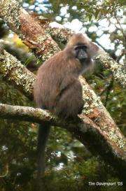 Africa's rarest monkey had an intriguing sexual past, DNA study confirms