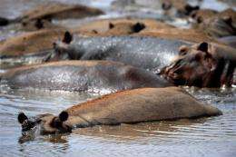 A group of hippos bathe in a shallow pool of water in the Tsavo West National Park, in southern Kenya