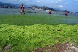 Algae is gaining ground as a potential renewable energy source