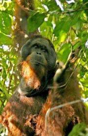 A male flanged orangutan hangs from a tree in Malaysian Borneo's Sabah State