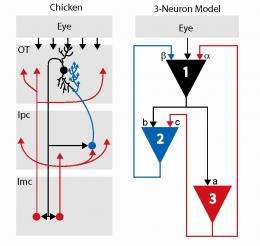 A mathematical model of a simple circuit in a chicken brain raises fundamental questions about our understanding of neural circu