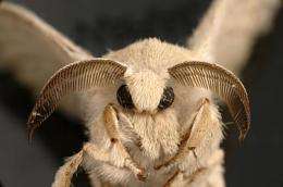 An adult silkworm moth