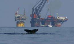 Analysing effects of underwater noise on sperm whales