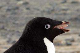 Ancient penguin DNA raises doubts about accuracy of genetic dating techniques