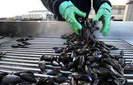 A new study says underwater animals, such as mussels, fart greenhouse gaS