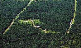An oil palm plantation covers a swath of land where a forest once stood in the Miri interior