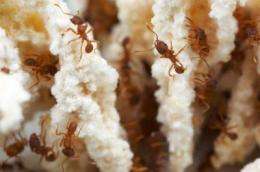 Ant has given up sex completely, report Texas researchers