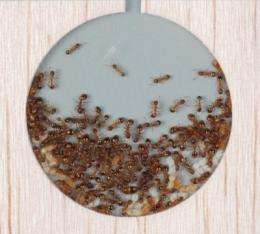 Ants more rational than humans