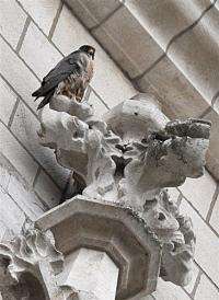A Peregrine Falcon in seen in Brussels in 2008
