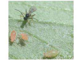 Aphids saved from gruesome death by virus-infected bacteria