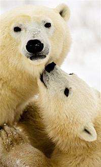 A polar bear cub seeks the attention of its mother on the frozen tundra