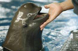A porpoise at Harderwijk dolphin centre in the Netherlands has become only the second to give birth in captivity