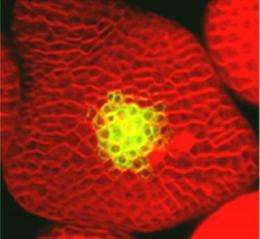 Arabidopsis Cells