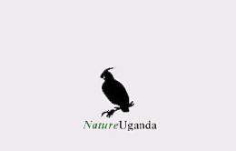 A rare crane species never before seen in Uganda has been spotted in the eastern part of the country, Nature Uganda said
