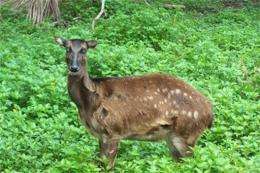 A rare Visayan spotted deer is seen in the Philippines