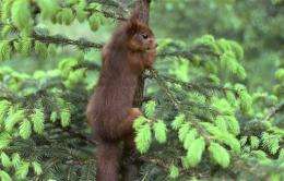 A red squirrel, seen in Gateshead, northeastern England