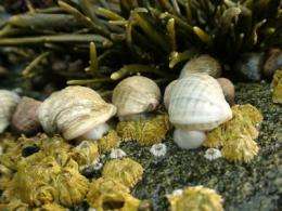 Atlantic snails are increasing dramatically in size, Queen's researcher discovers