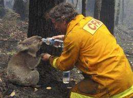 Aussie koala that survived fires dies in surgery (AP)