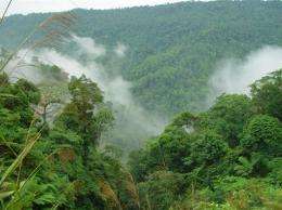 A view of a lowland rainforest on Sumatra, Indonesia