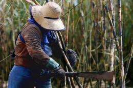 A woman cuts sugar cane with a machete during harvest in Guariba, Brazil